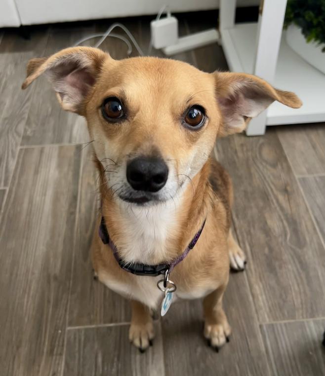 Enlarge Benji, a Adoptable Chihuahua in Osteen, FL image 3/3