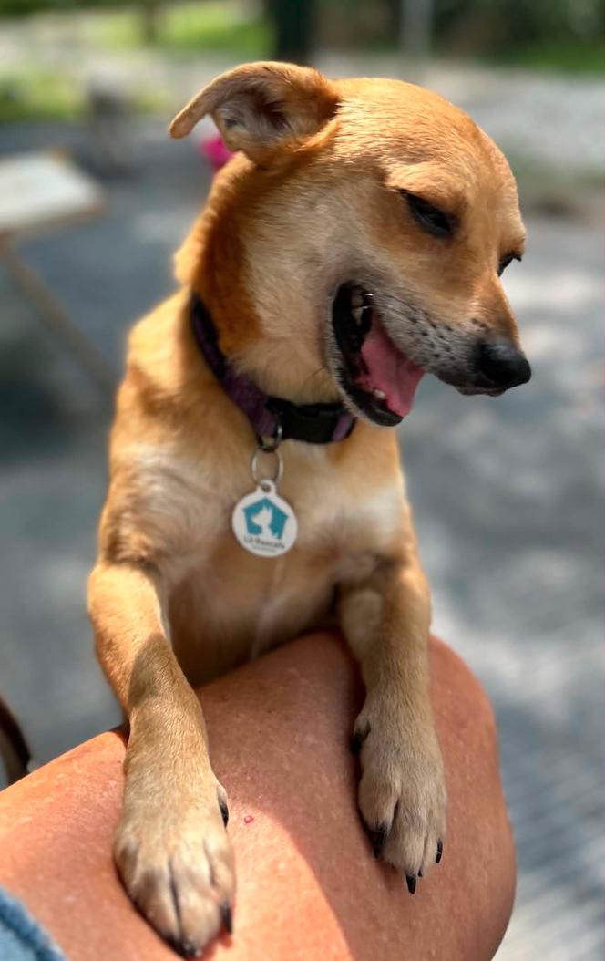 Enlarge Benji, a Adoptable Chihuahua in Osteen, FL image 3/3