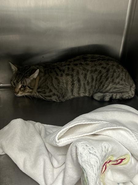 Enlarge Punky Boy, a Adoptable mixed breed in Silverdale, WA image 2/2