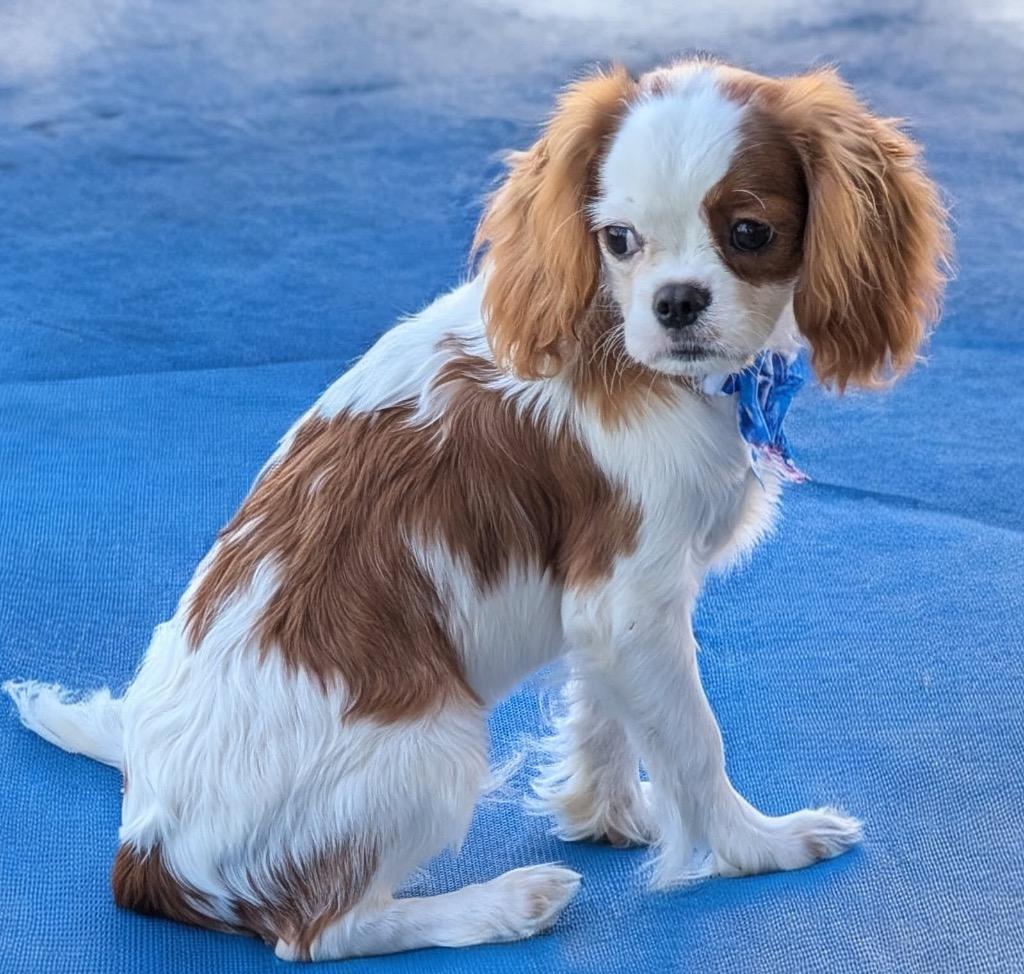Enlarge Benny, a Adopted Cavalier King Charles Spaniel in Fort Myers, FL image 1/2