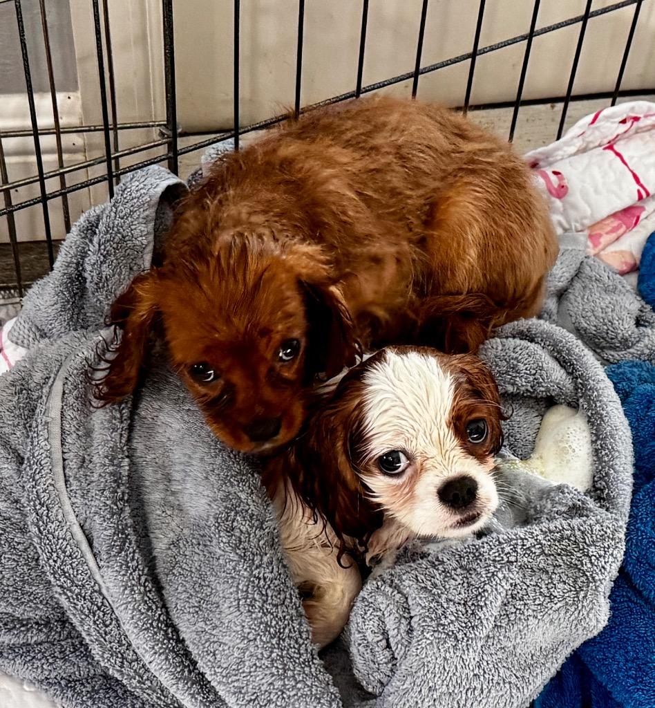 Enlarge Benny, a Adopted Cavalier King Charles Spaniel in Fort Myers, FL image 2/2