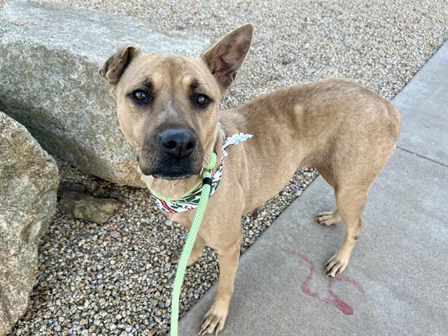 Enlarge MAEVE, a Adoptable mixed breed in Mesa, AZ image 1/1