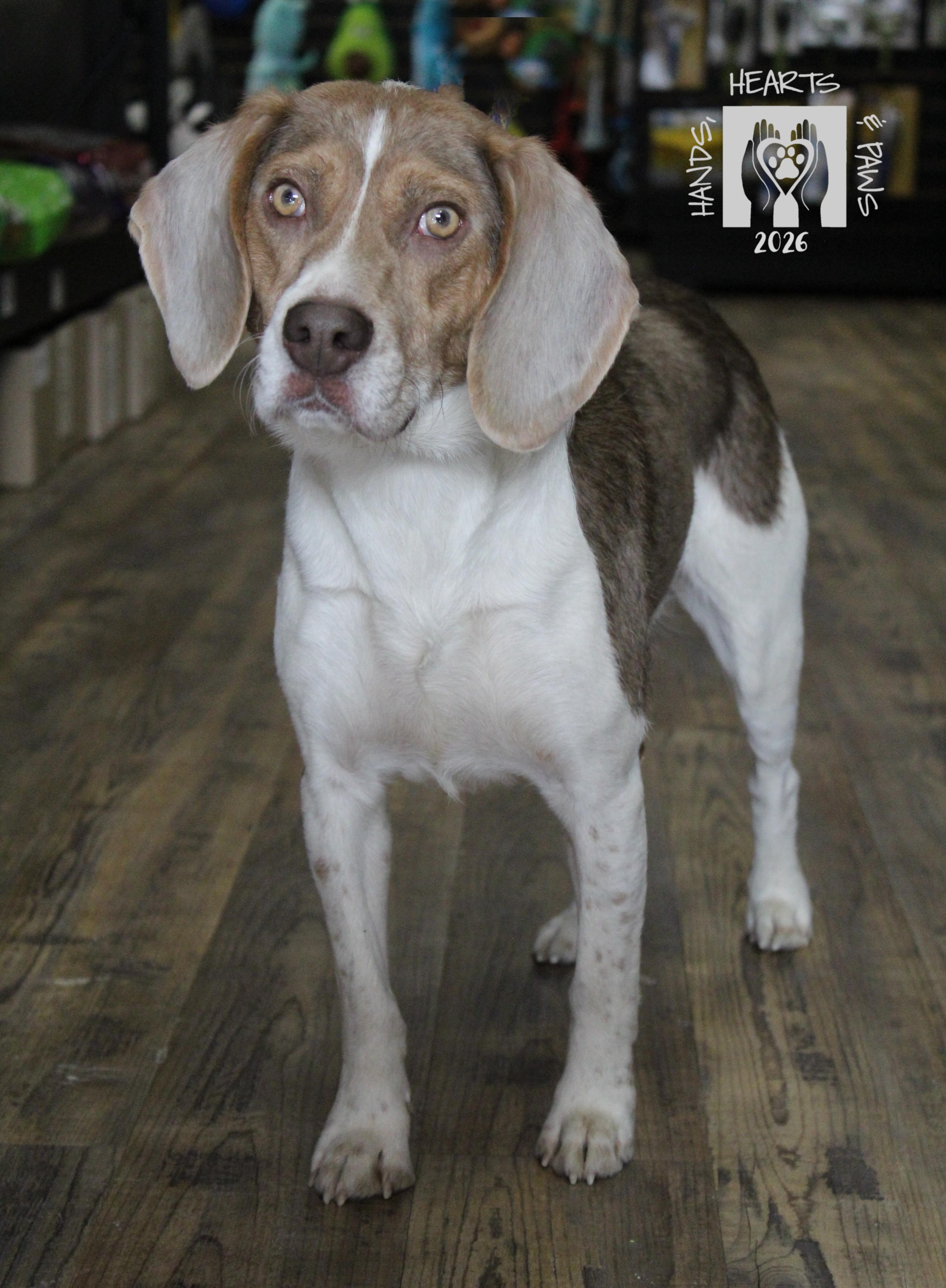 Enlarge Rufus, a Adoptable Beagle in Omaha, NE image 1/5
