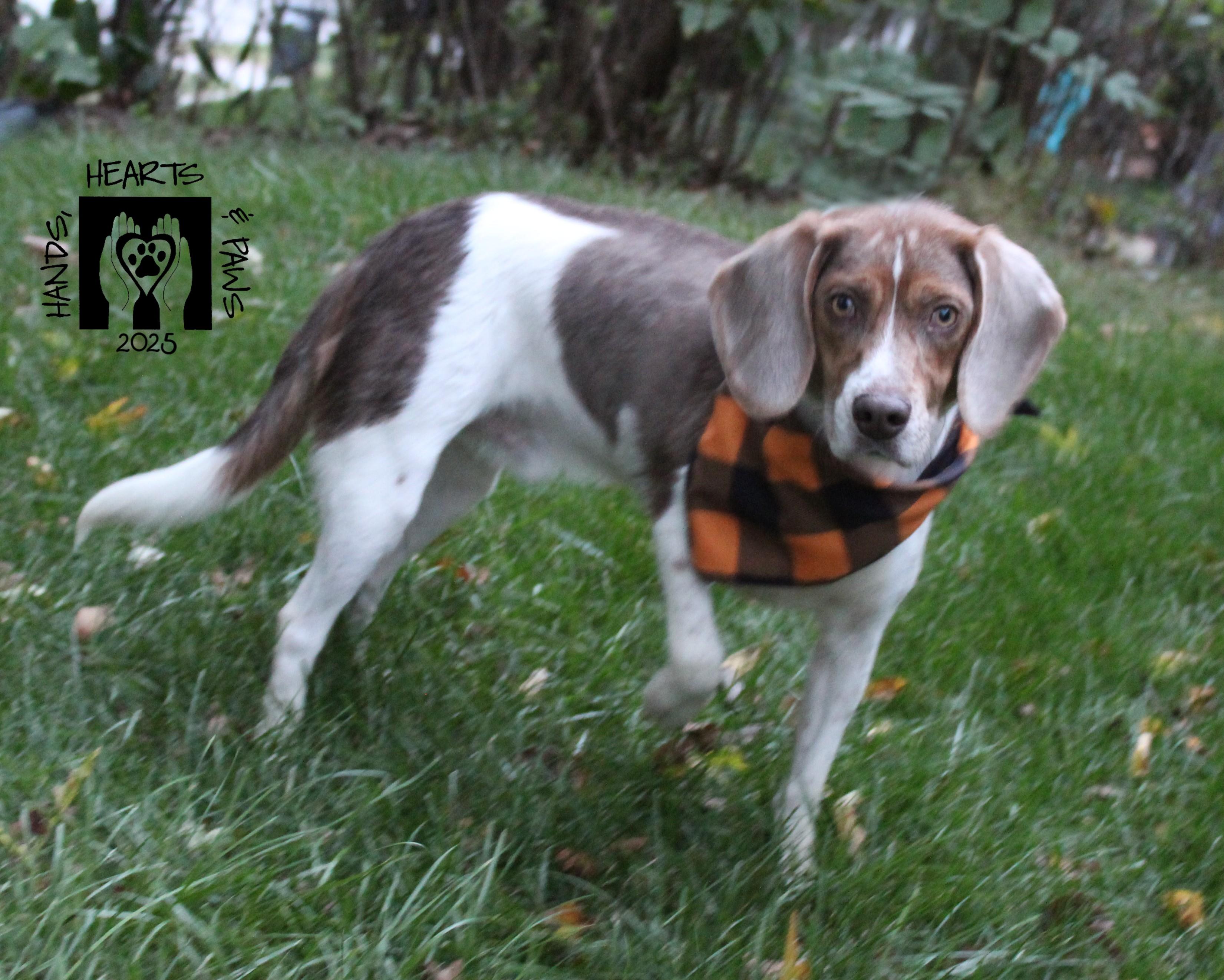 Rufus, a Adoptable Beagle in Omaha, NE image 1/2