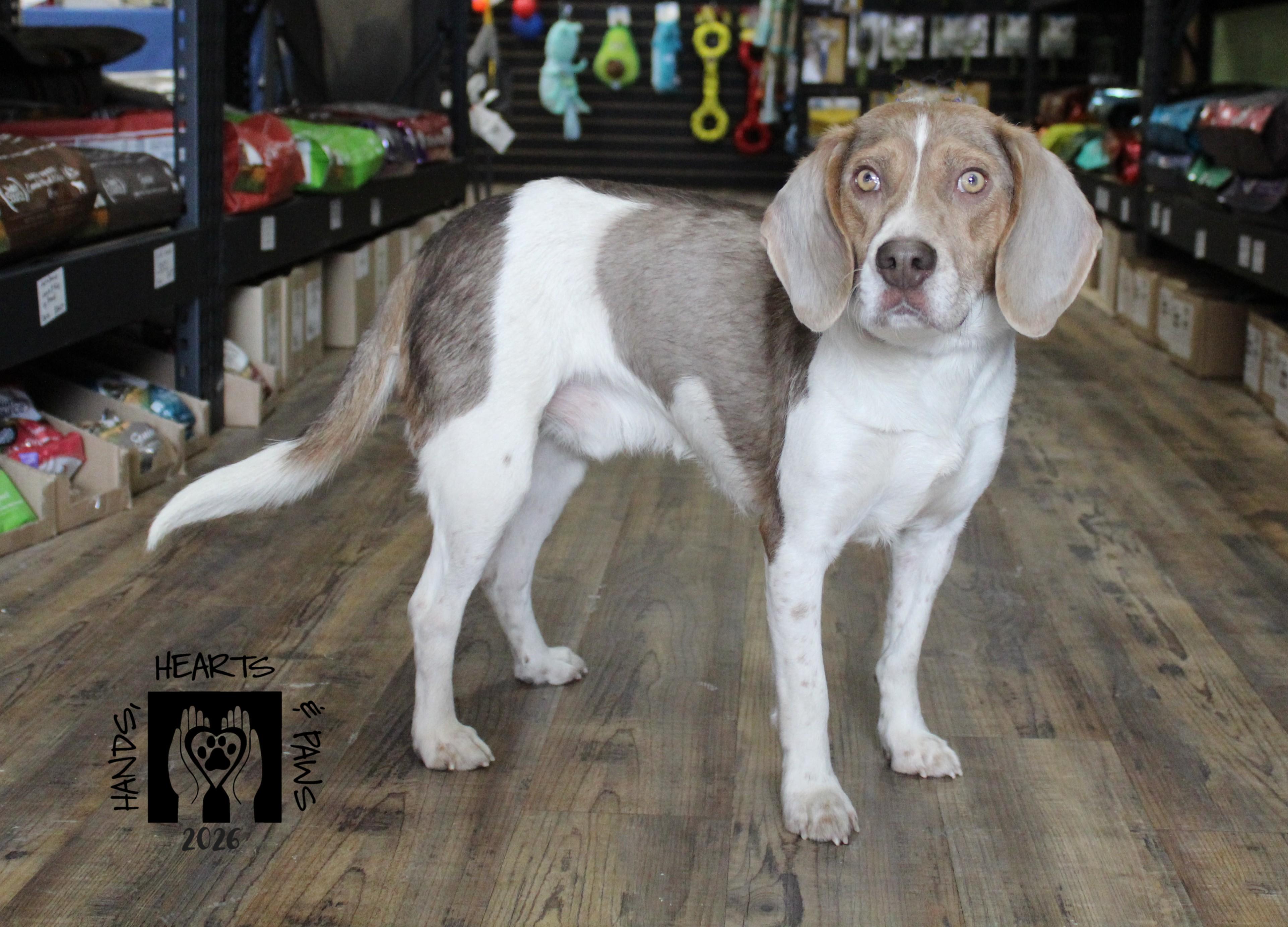 Enlarge Rufus, a Adoptable Beagle in Omaha, NE image 4/5