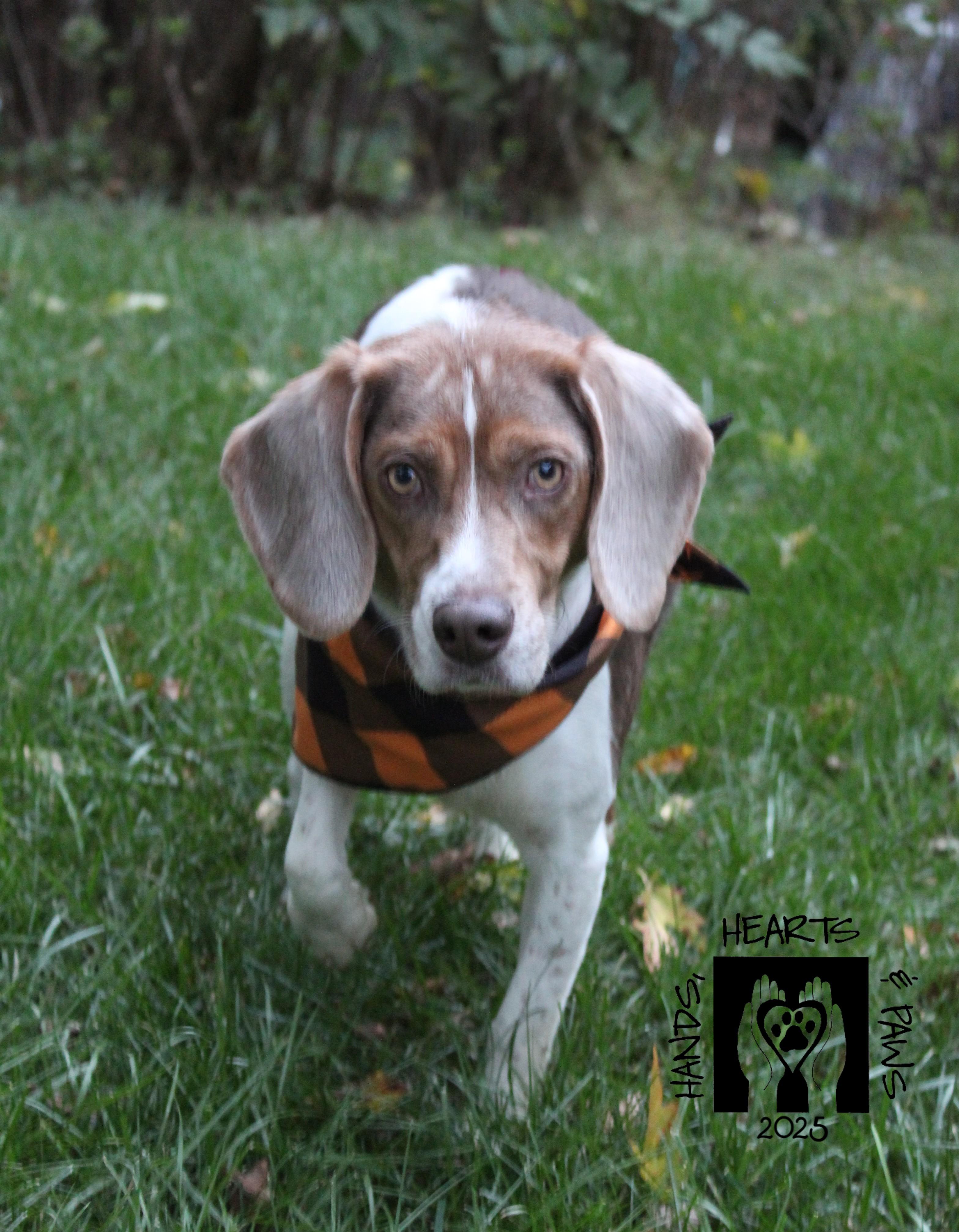 Rufus, a Adoptable Beagle in Omaha, NE image 2/2