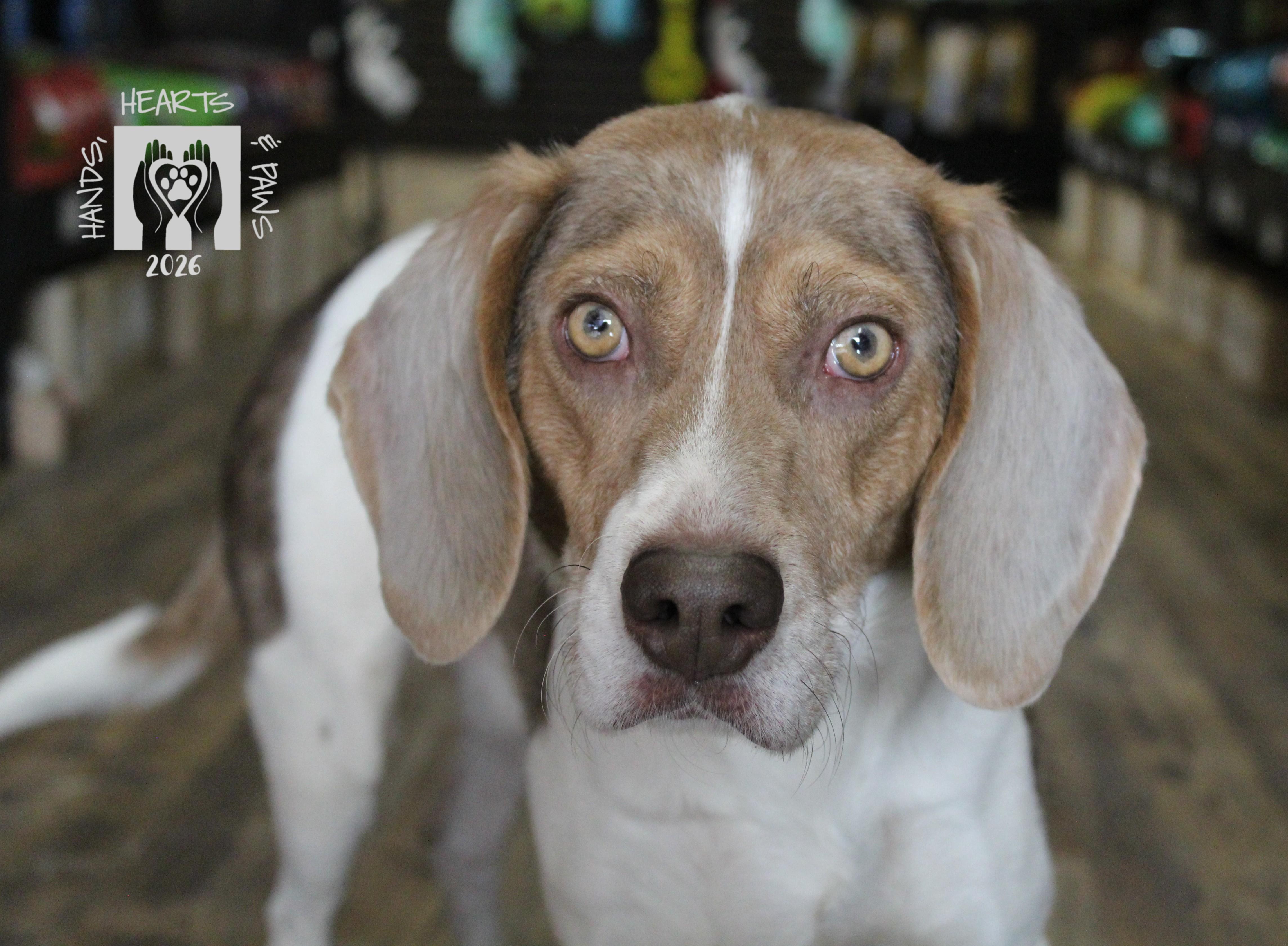 Enlarge Rufus, a Adoptable Beagle in Omaha, NE image 3/5