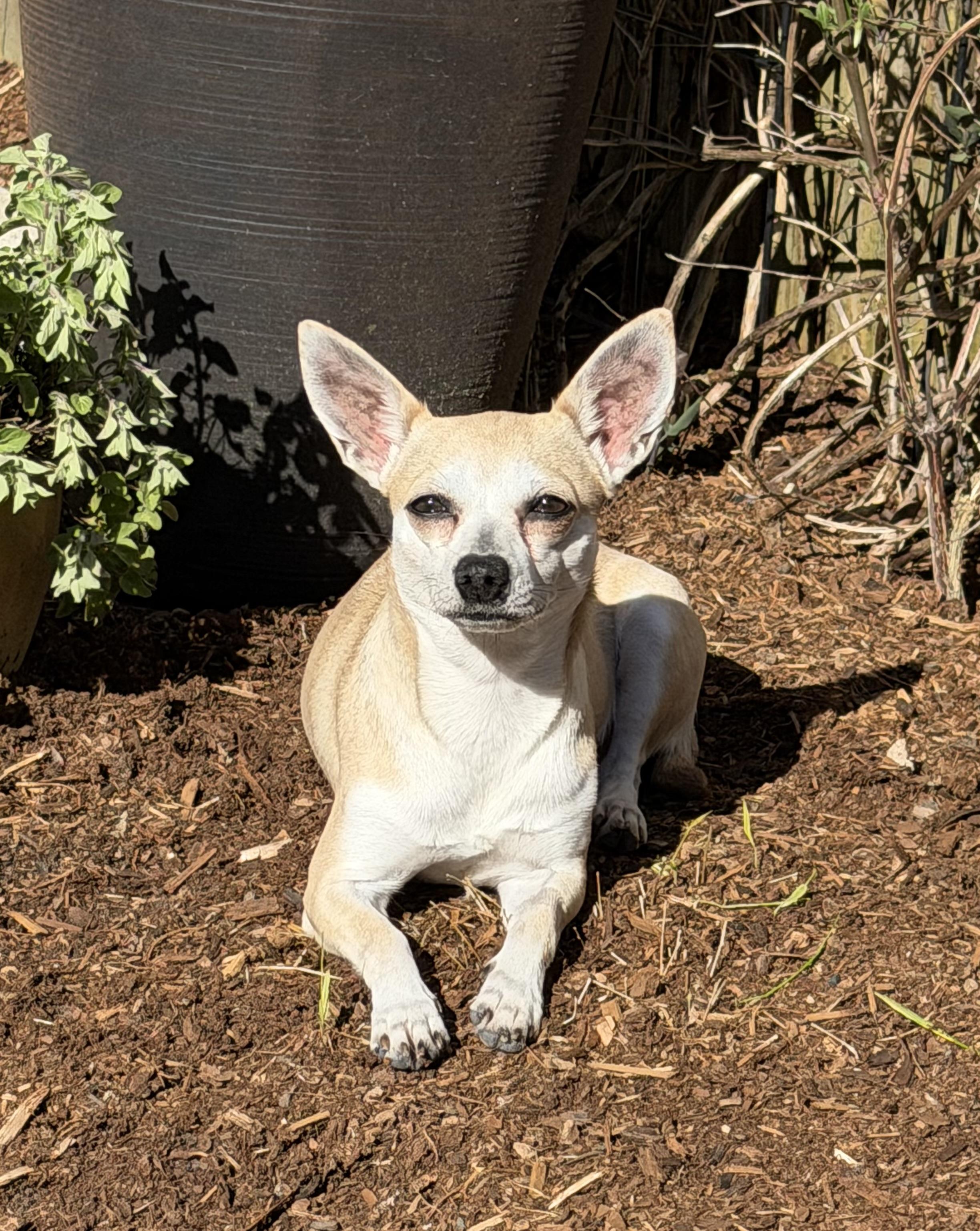 Enlarge Penelope, a ADOPTABLE mixed breed in Olympia, WA image 2/4