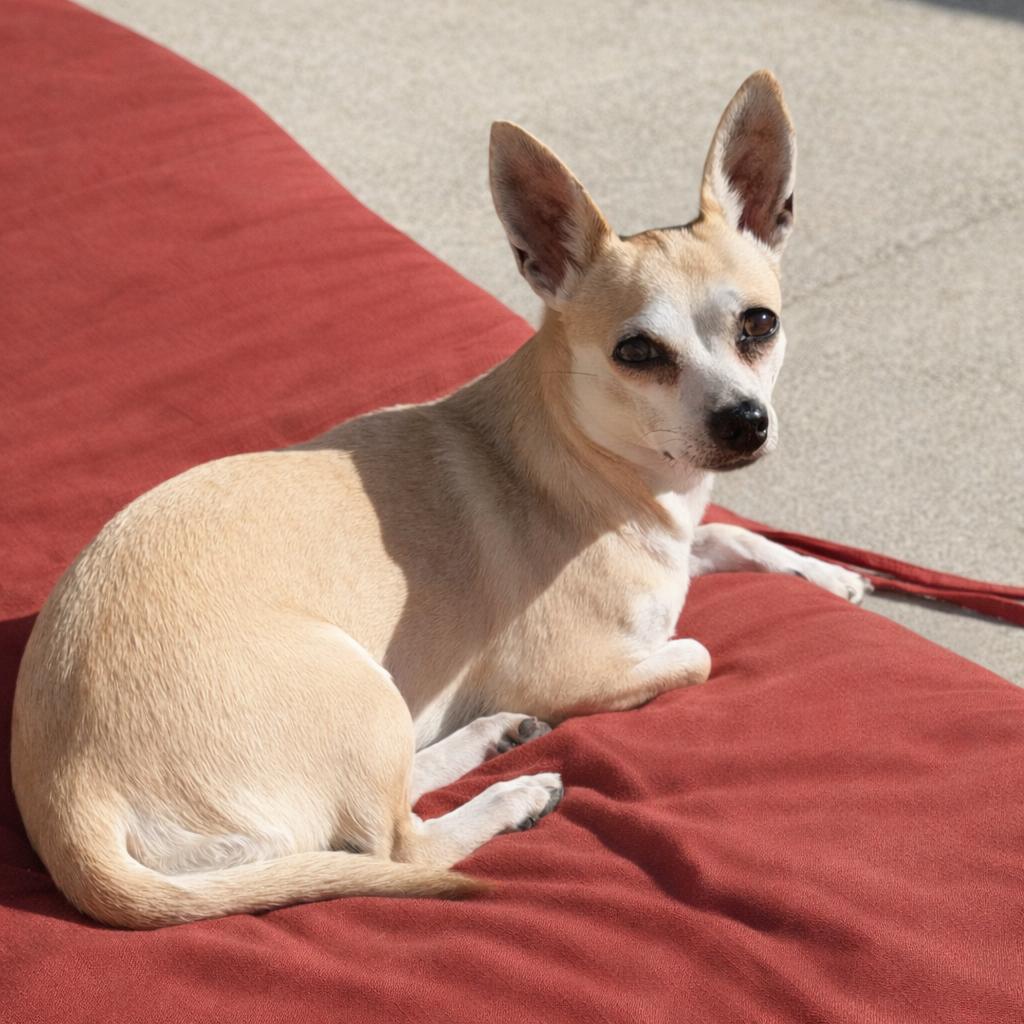 Enlarge Penelope, a ADOPTABLE mixed breed in Olympia, WA image 1/4