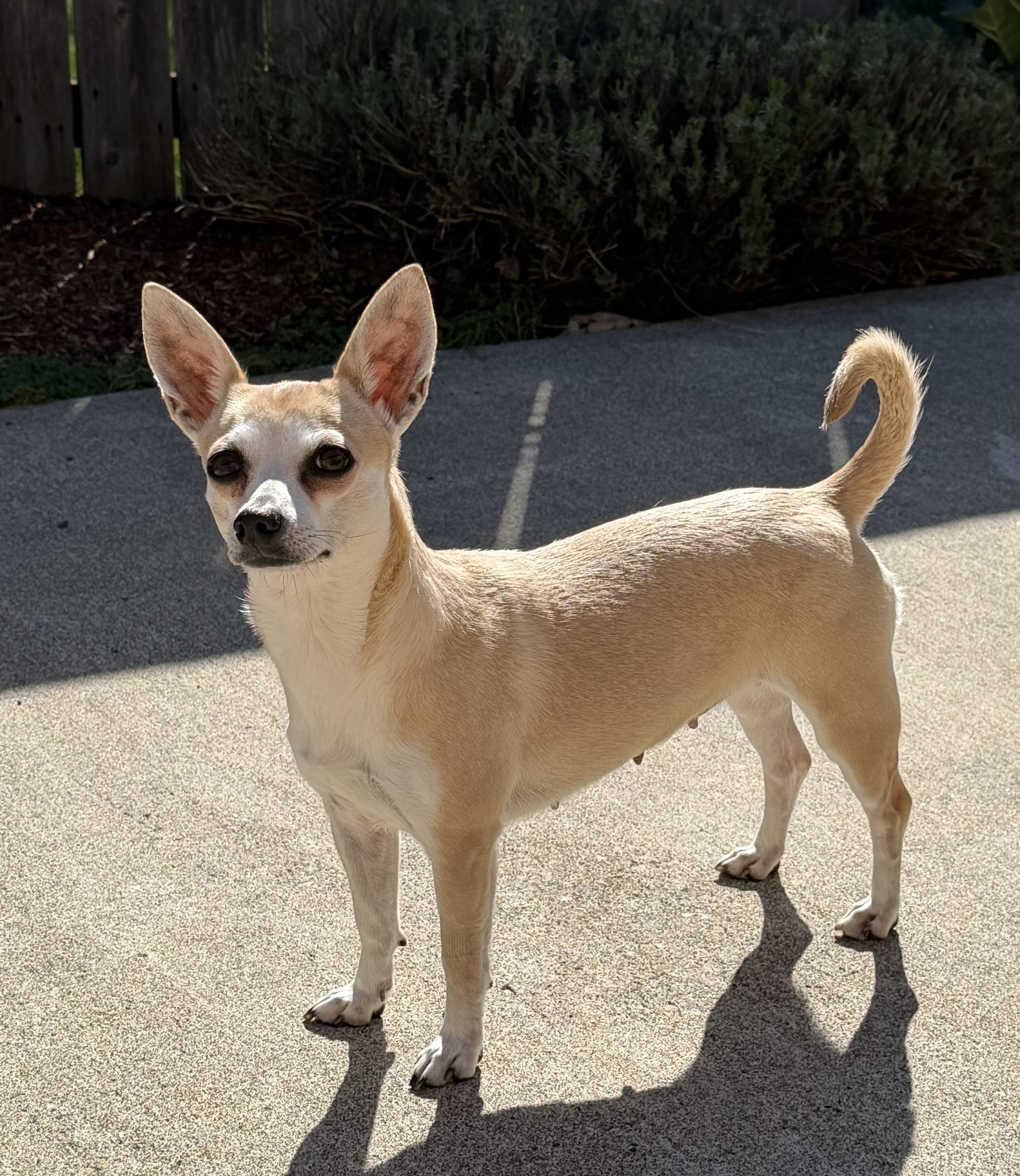 Enlarge Penelope, a ADOPTABLE mixed breed in Olympia, WA image 3/4