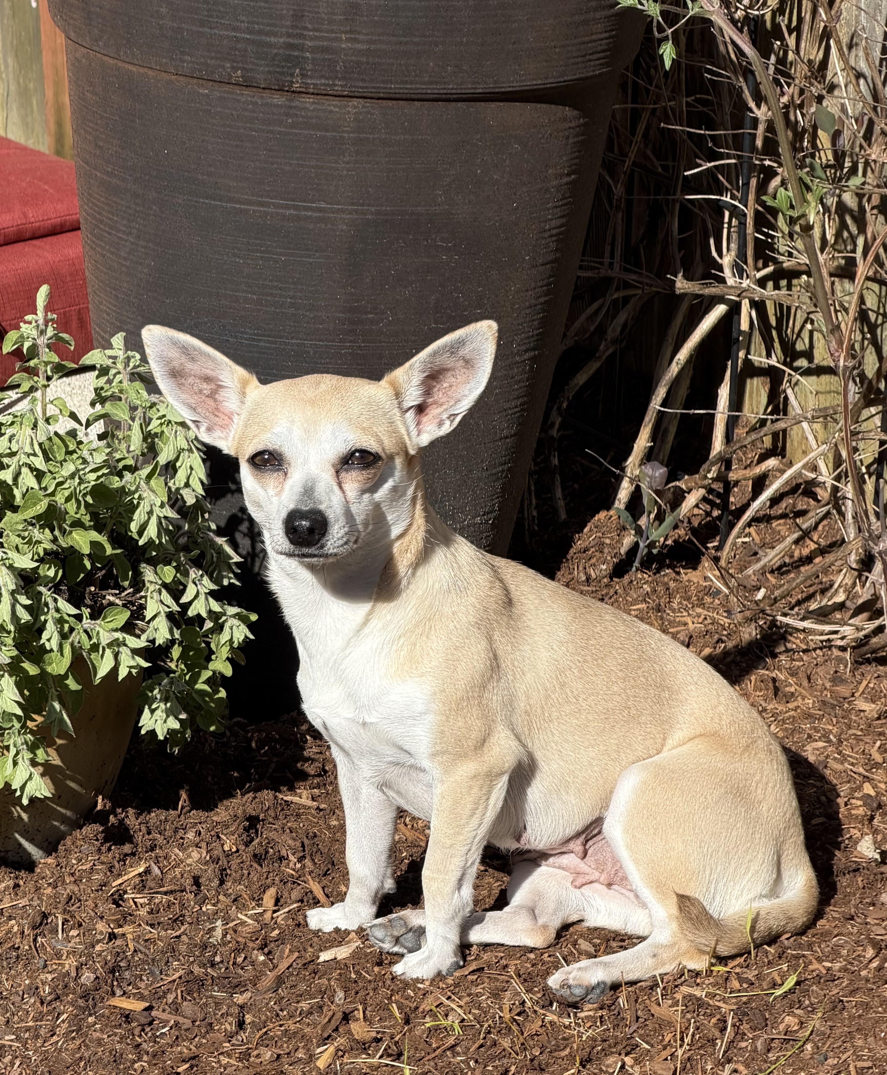 Enlarge Penelope, a ADOPTABLE mixed breed in Olympia, WA image 4/4