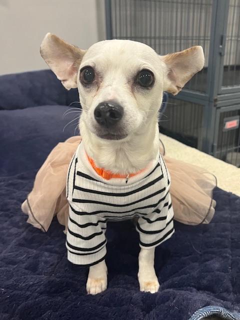 Chantilly, ADOPTABLE, Adult Female Chihuahua.