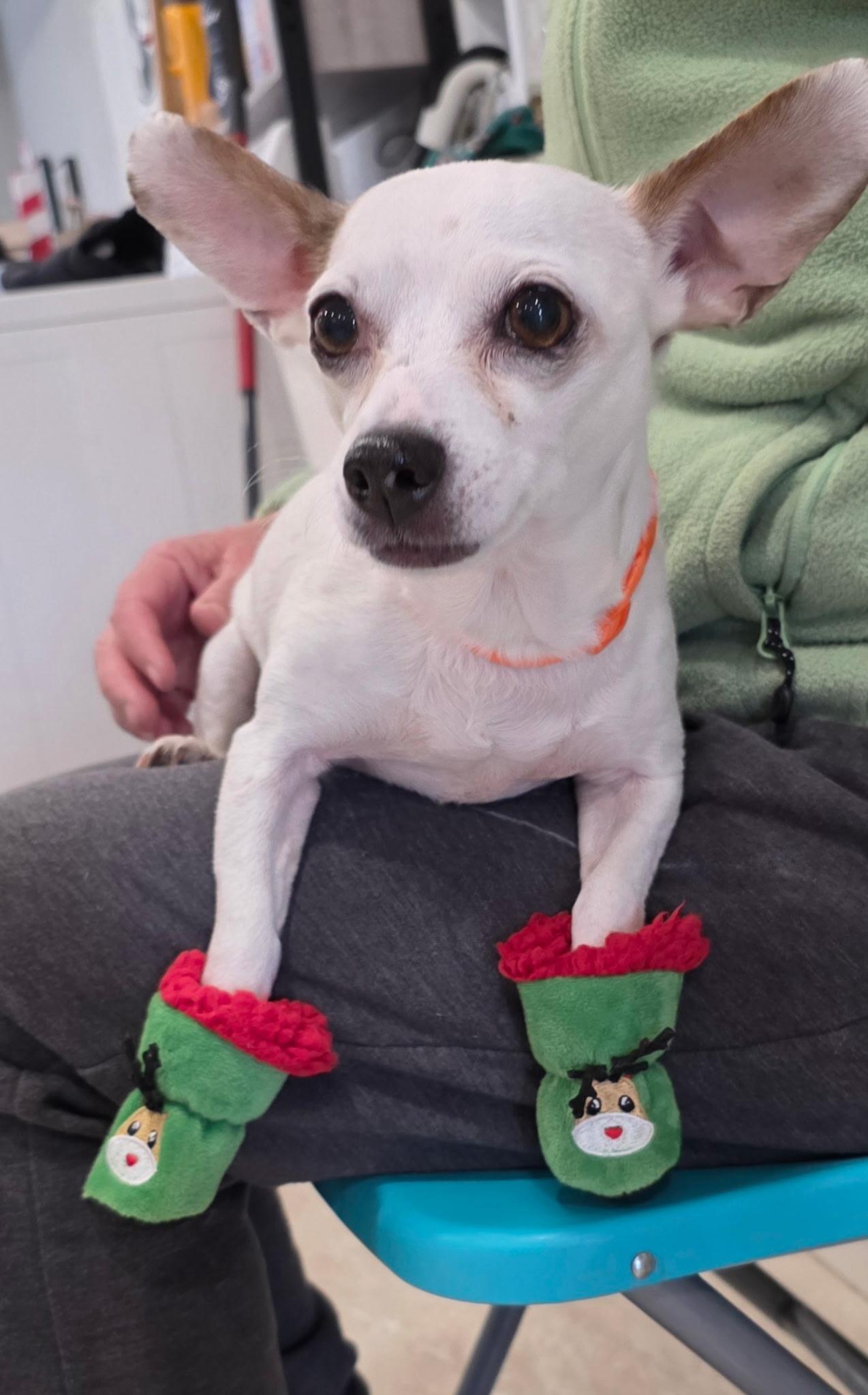 Enlarge Chantilly, a ADOPTABLE mixed breed in Abington, PA image 3/5