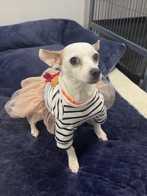 Enlarge Chantilly, a ADOPTABLE mixed breed in Abington, PA image 5/5