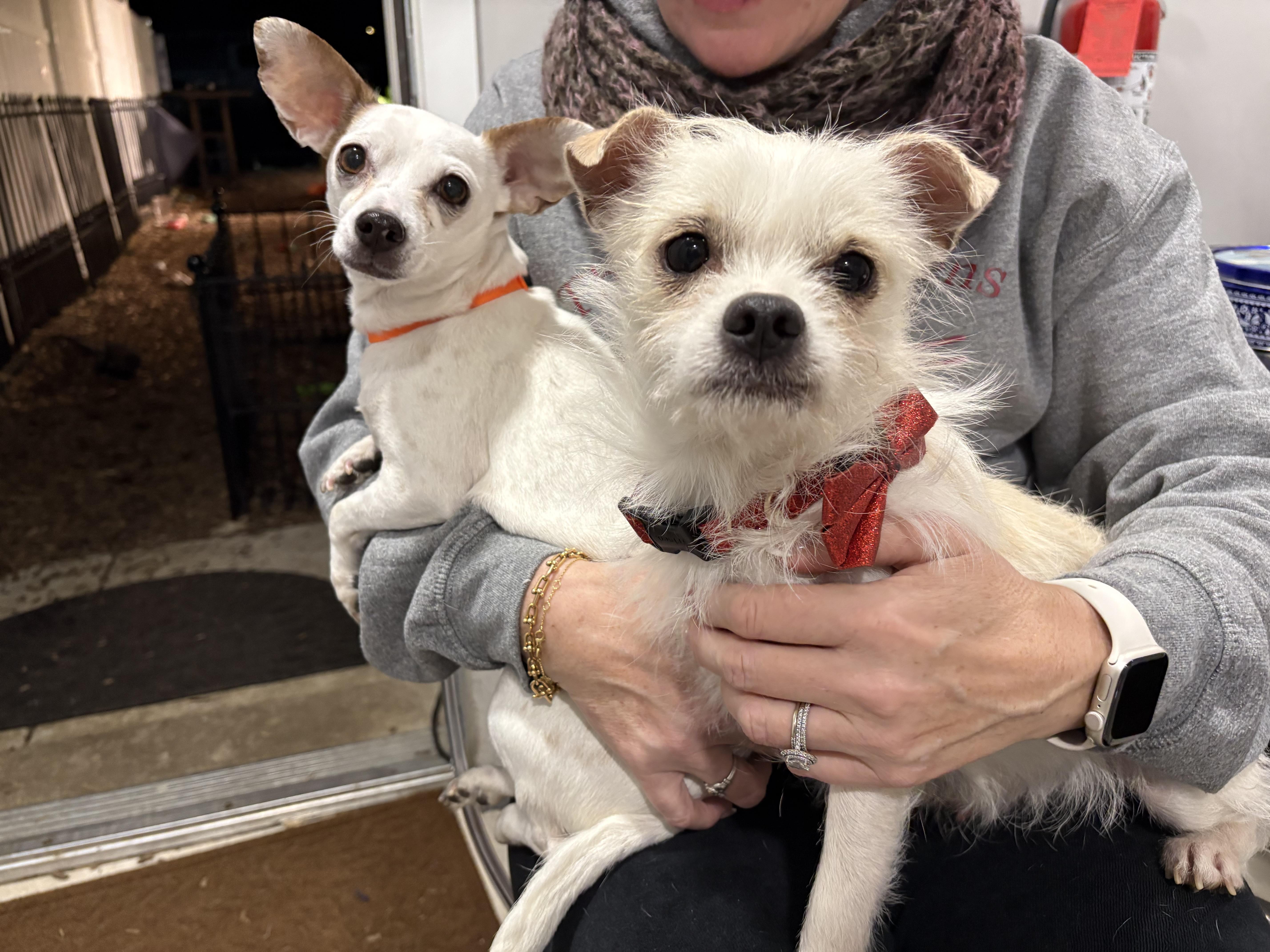 Enlarge Chantilly, a ADOPTABLE mixed breed in Abington, PA image 4/5