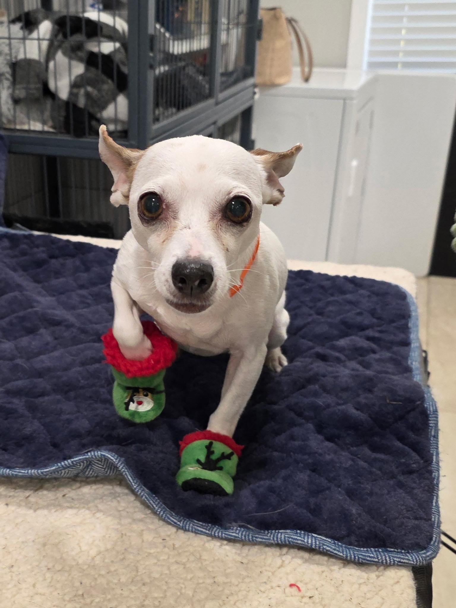 Enlarge Chantilly, a ADOPTABLE mixed breed in Abington, PA image 2/5