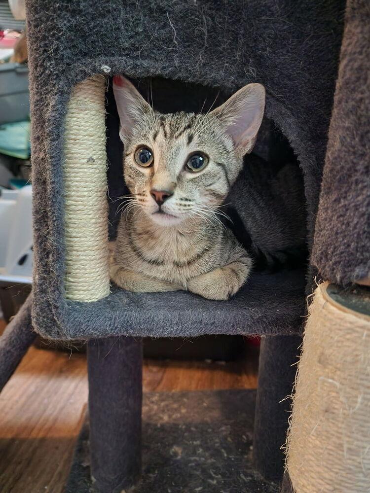 Jett, Adoptable, Young Male Domestic Short Hair & Tabby.