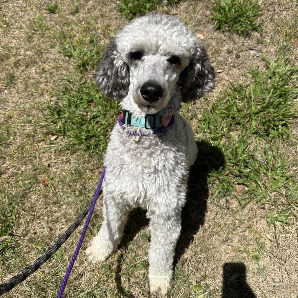 Misty, Adoptable, Puppy Female Standard Poodle.