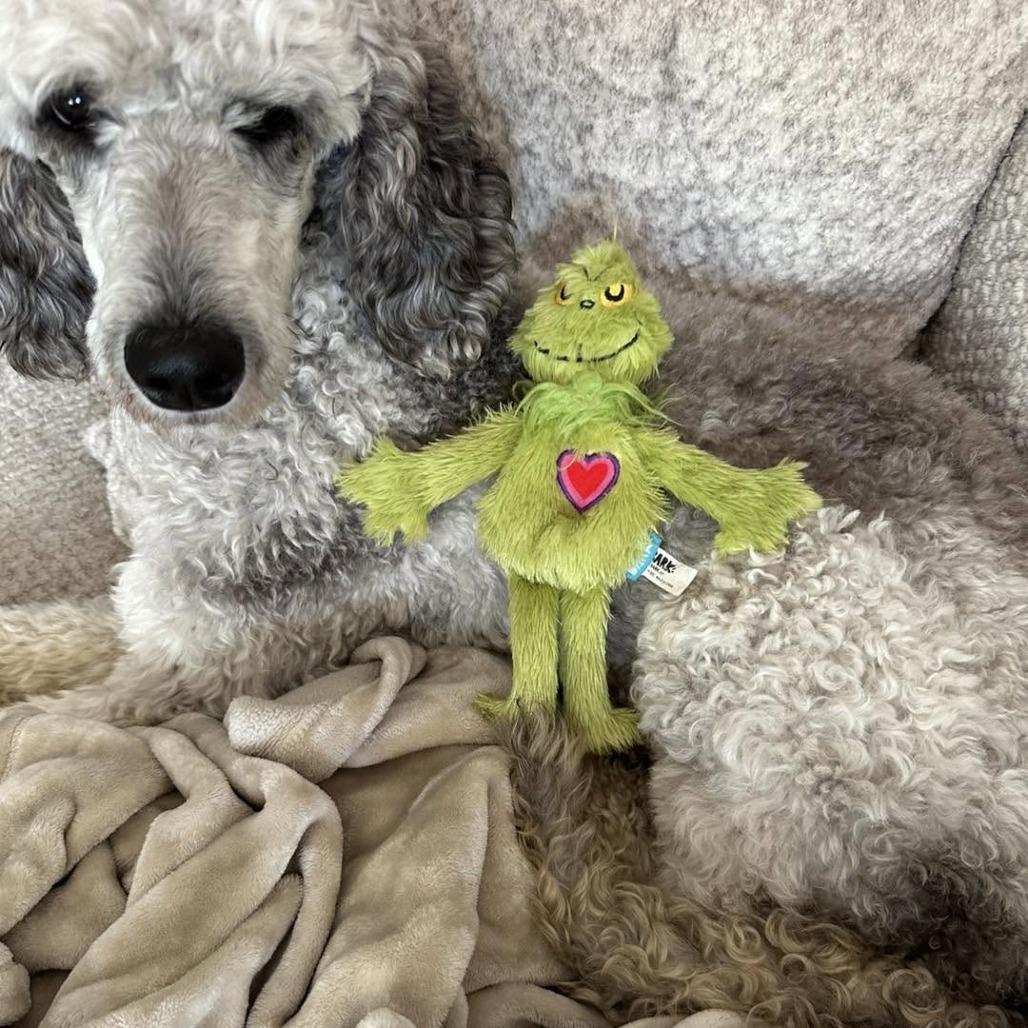 Misty, a Adoptable Standard Poodle in Sarasota, FL image 2/6