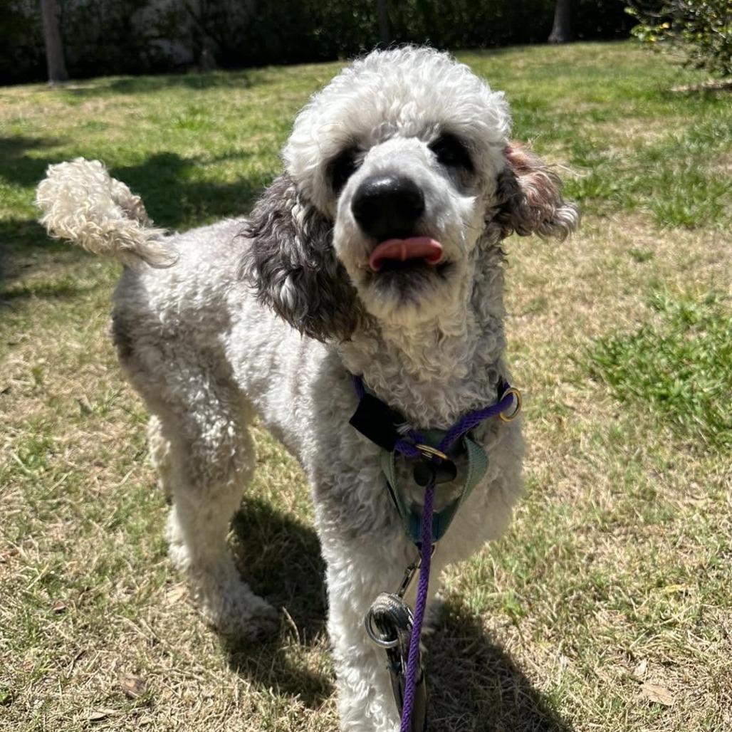 Misty, a Adoptable Standard Poodle in Sarasota, FL image 3/6