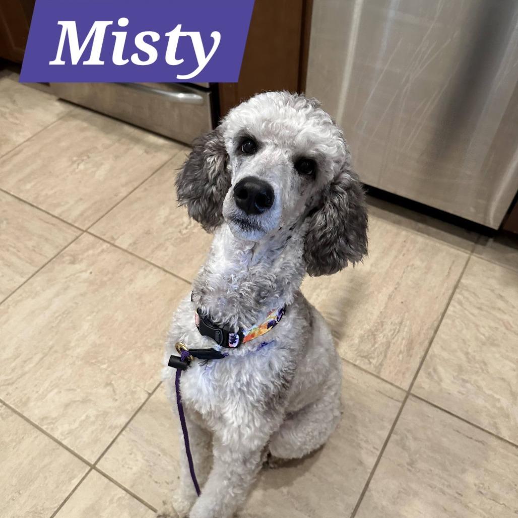 Misty, a Adoptable Standard Poodle in Sarasota, FL image 4/6