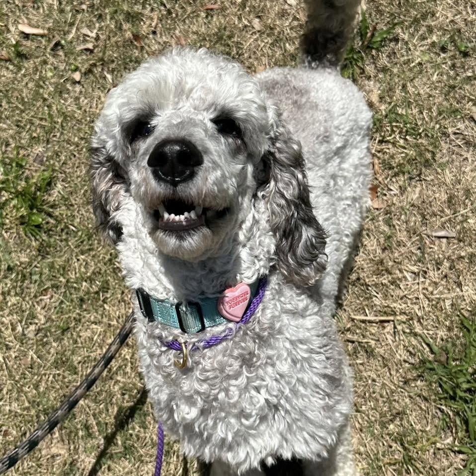 Misty, a Adoptable Standard Poodle in Sarasota, FL image 5/6