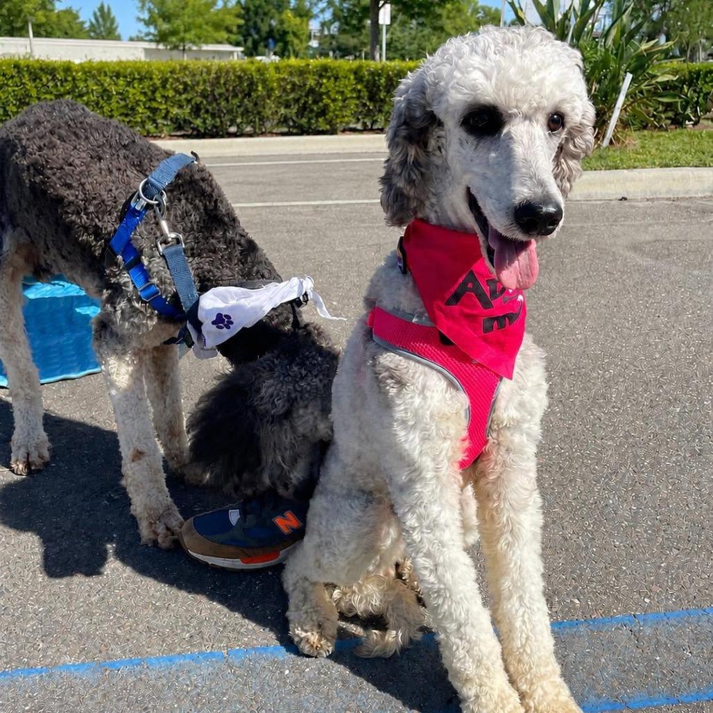 Misty, a Adoptable Standard Poodle in Sarasota, FL image 6/6