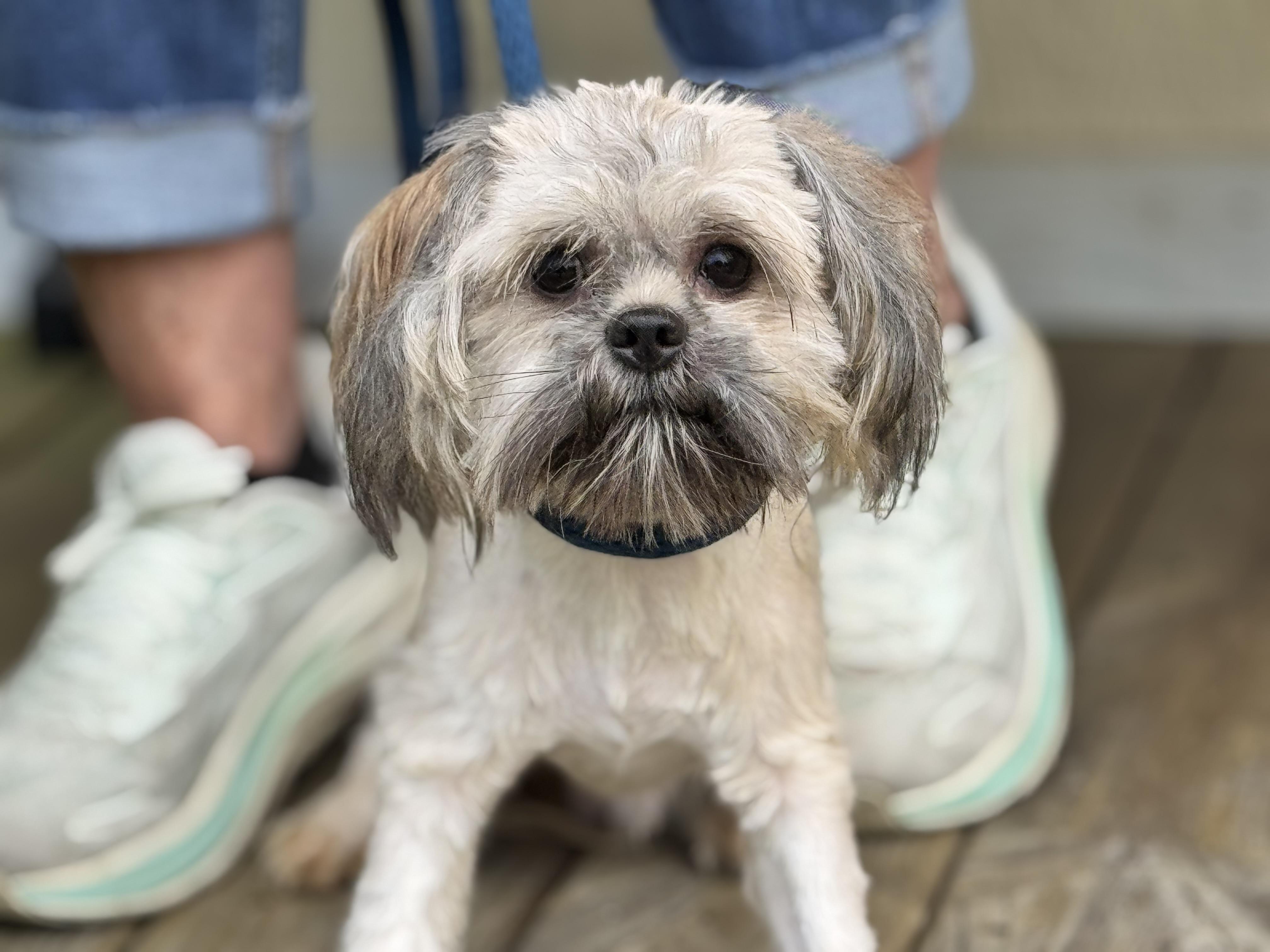 Enlarge Romeo, a Adoptable mixed breed in Richmond, VA image 6/6