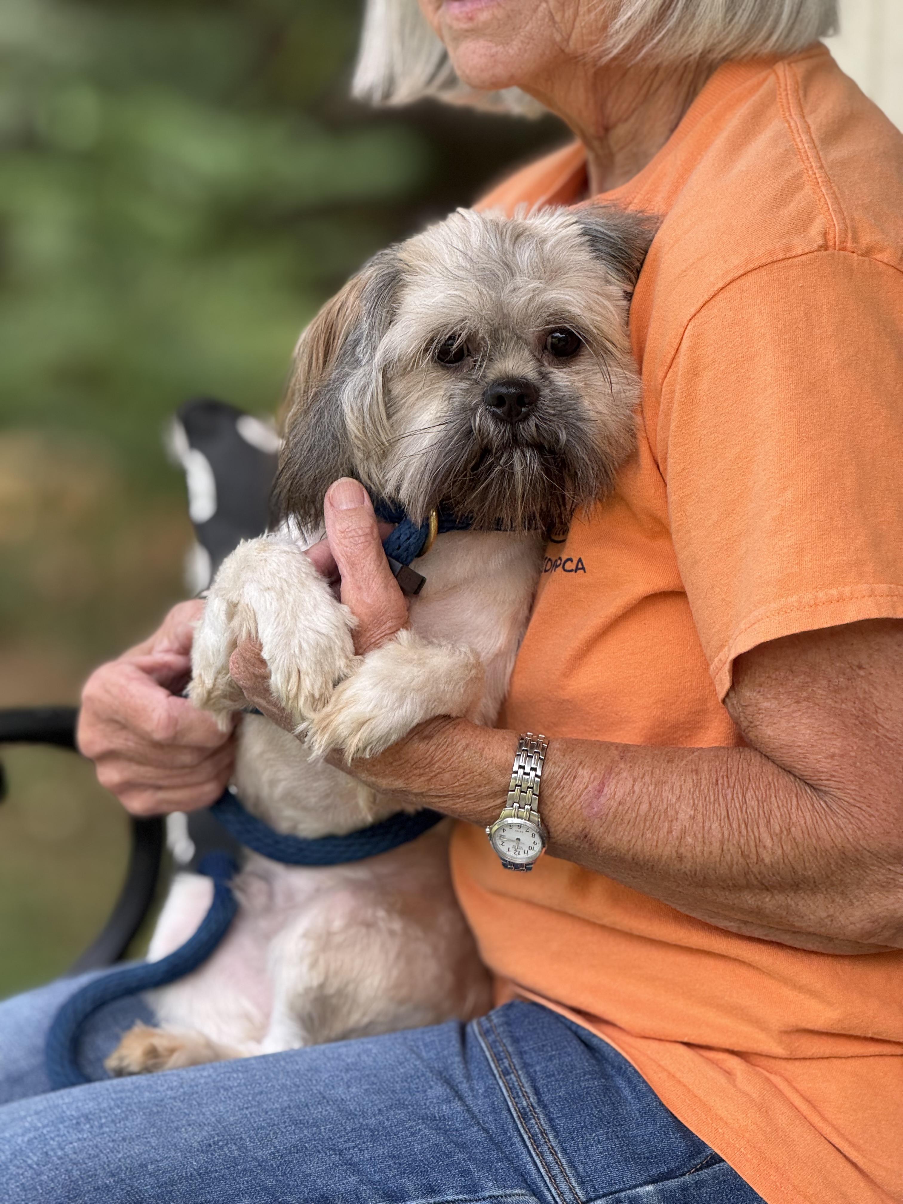 Enlarge Romeo, a Adoptable mixed breed in Richmond, VA image 5/6