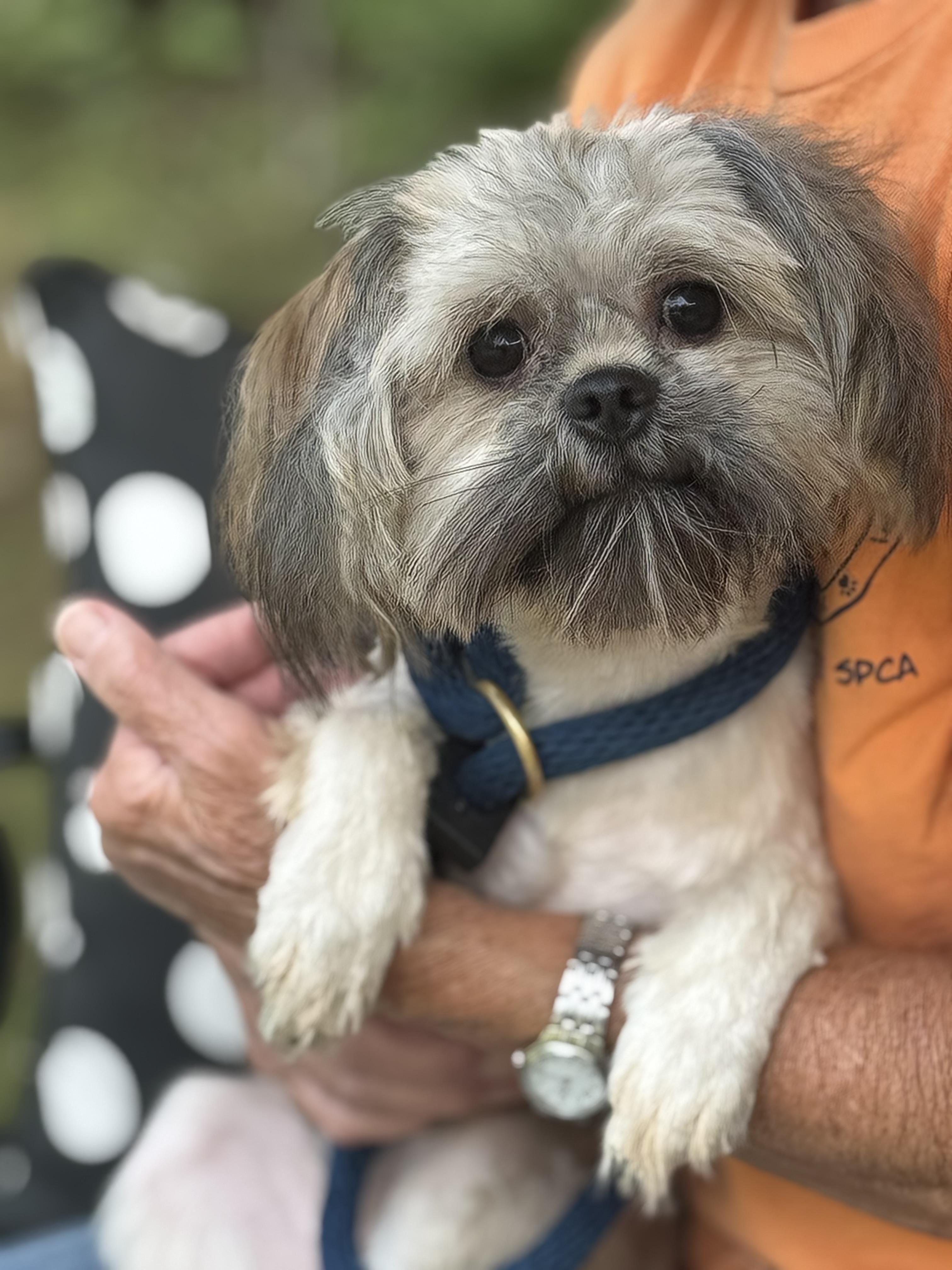 Romeo, Adoptable, Young Male Shih Tzu & Yorkshire Terrier.