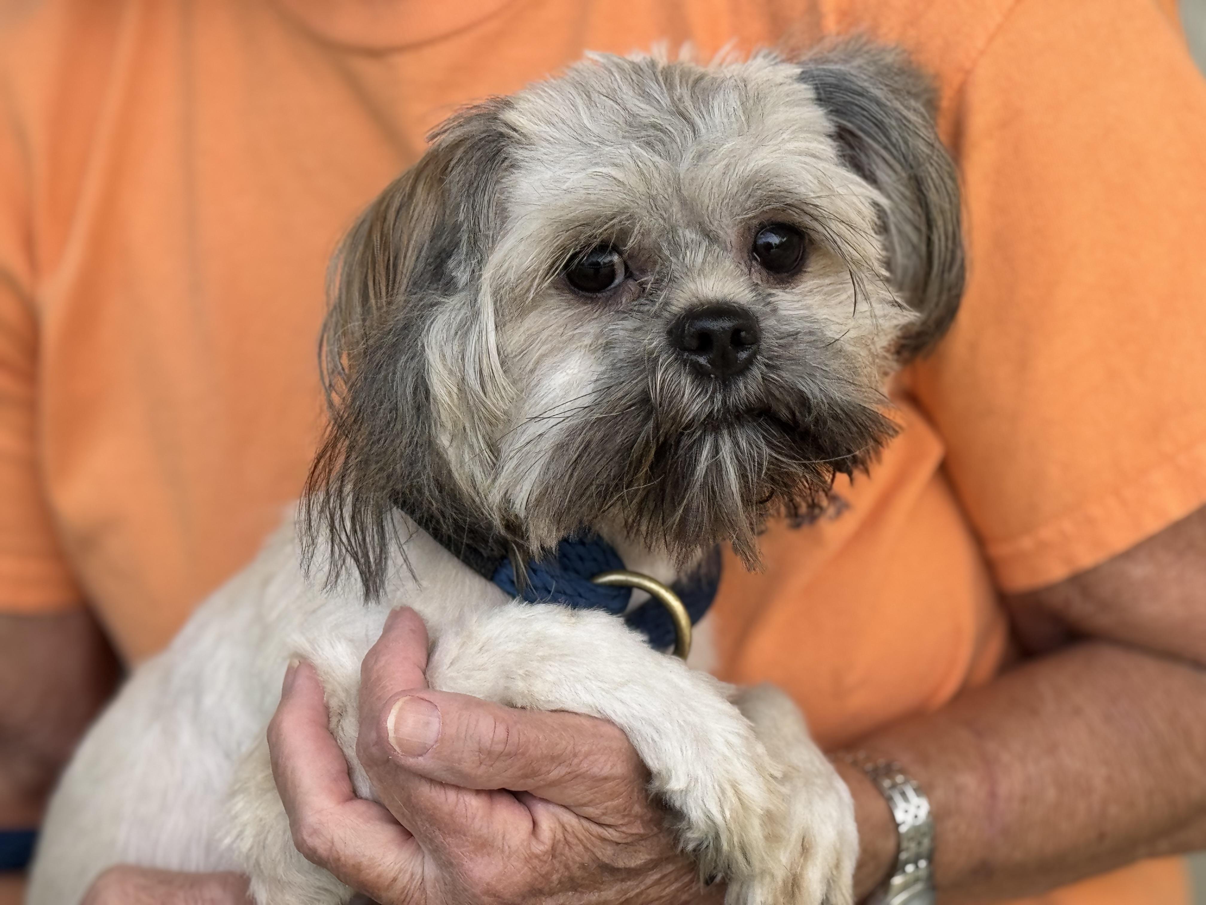 Enlarge Romeo, a Adoptable mixed breed in Richmond, VA image 3/6