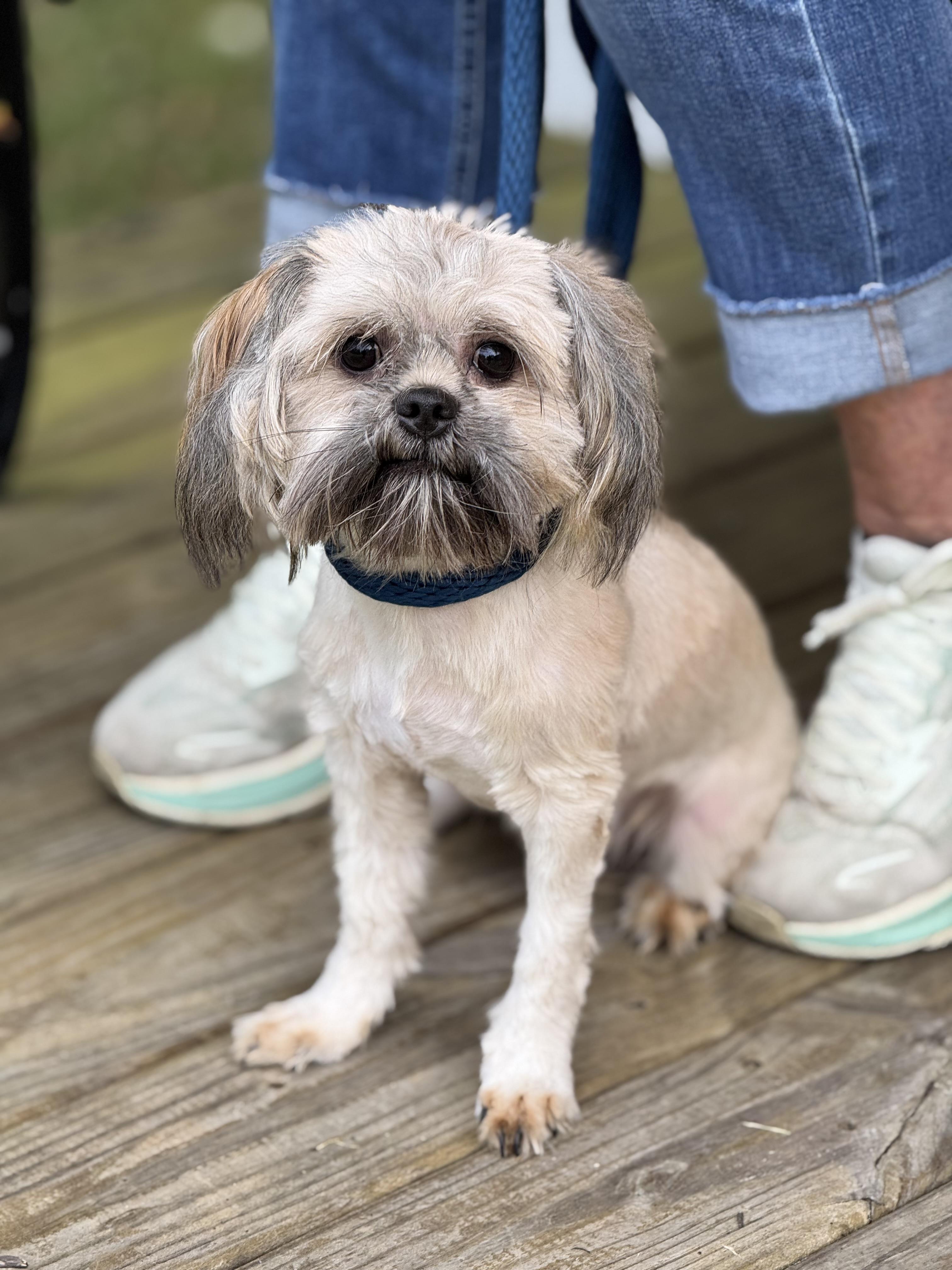 Enlarge Romeo, a Adoptable mixed breed in Richmond, VA image 2/6