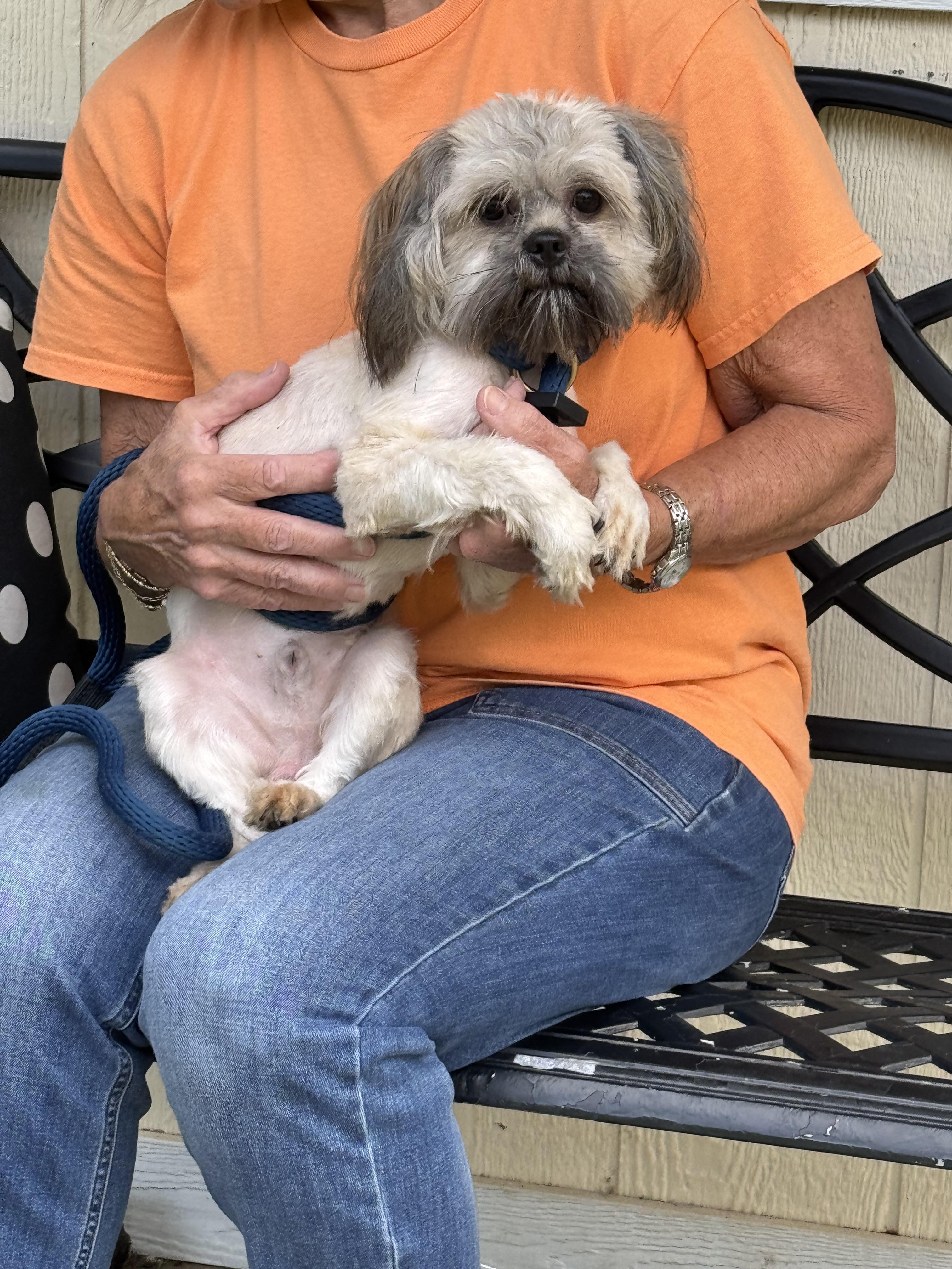 Enlarge Romeo, a Adoptable mixed breed in Richmond, VA image 4/6