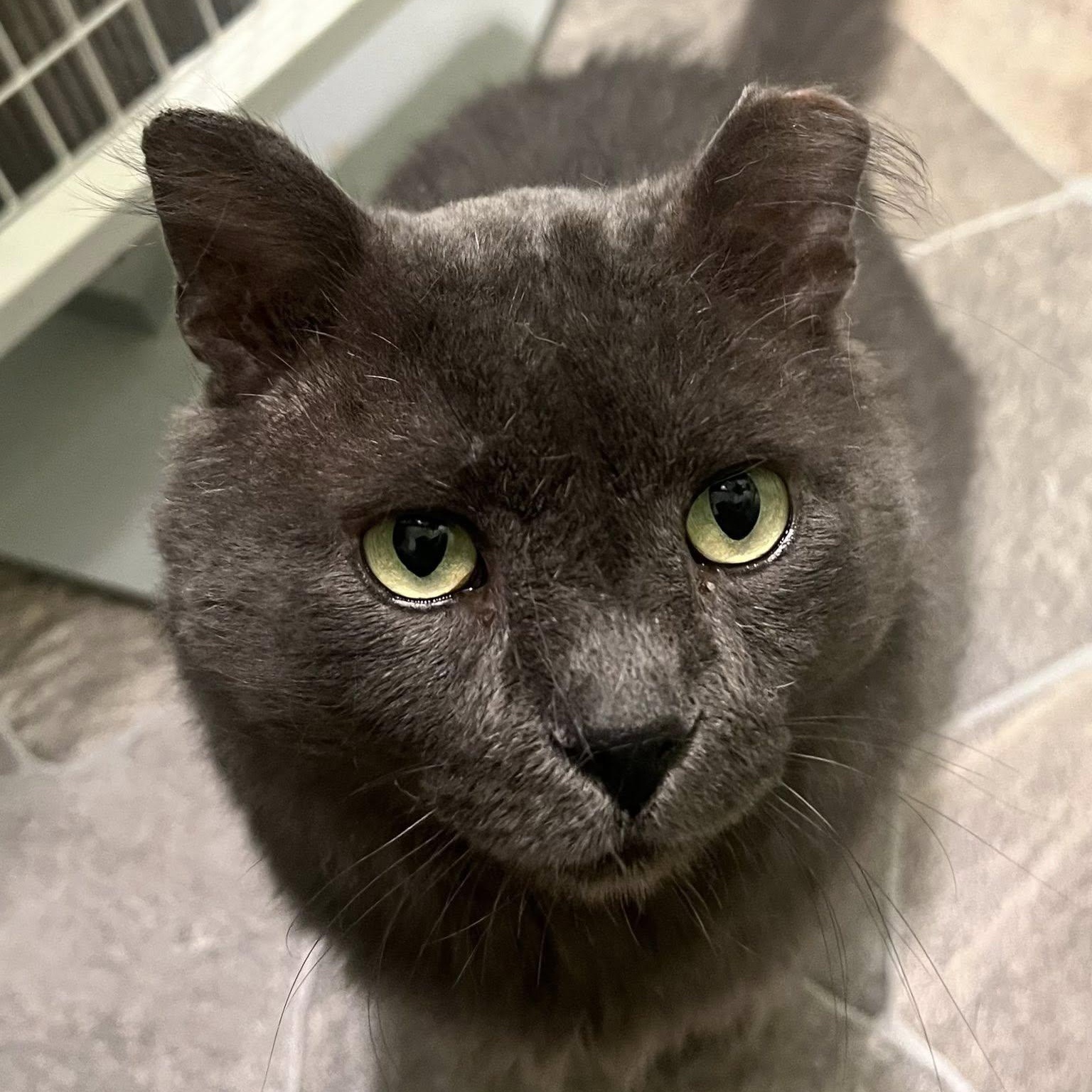 Thatcher thumbnail 2