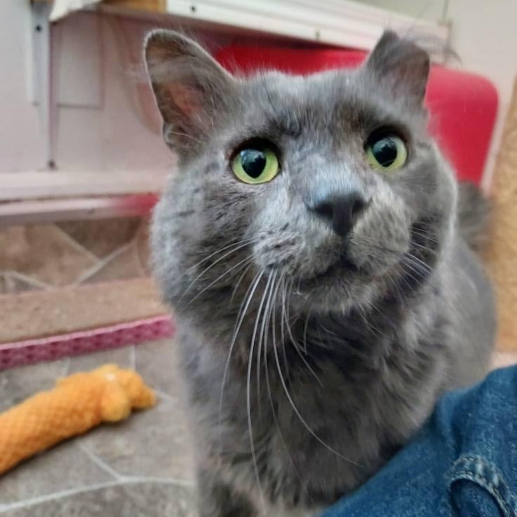 Thatcher thumbnail 4