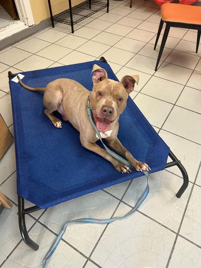 Rascal, a Adoptable mixed breed in rowland heights, CA image 1/5