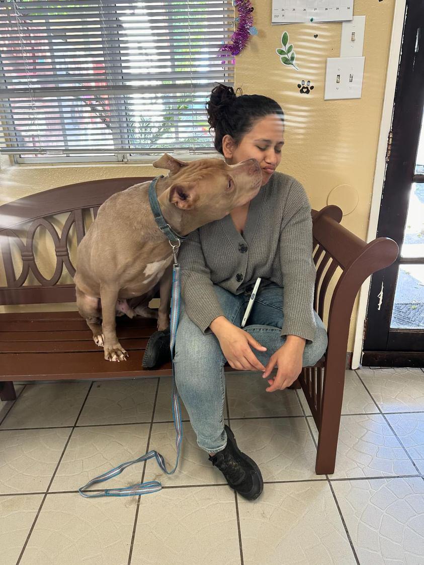 Rascal, a Adoptable mixed breed in rowland heights, CA image 2/5