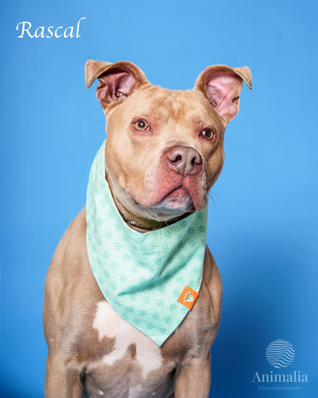 Rascal, Adoptable, Adult Male Pit Bull Terrier.