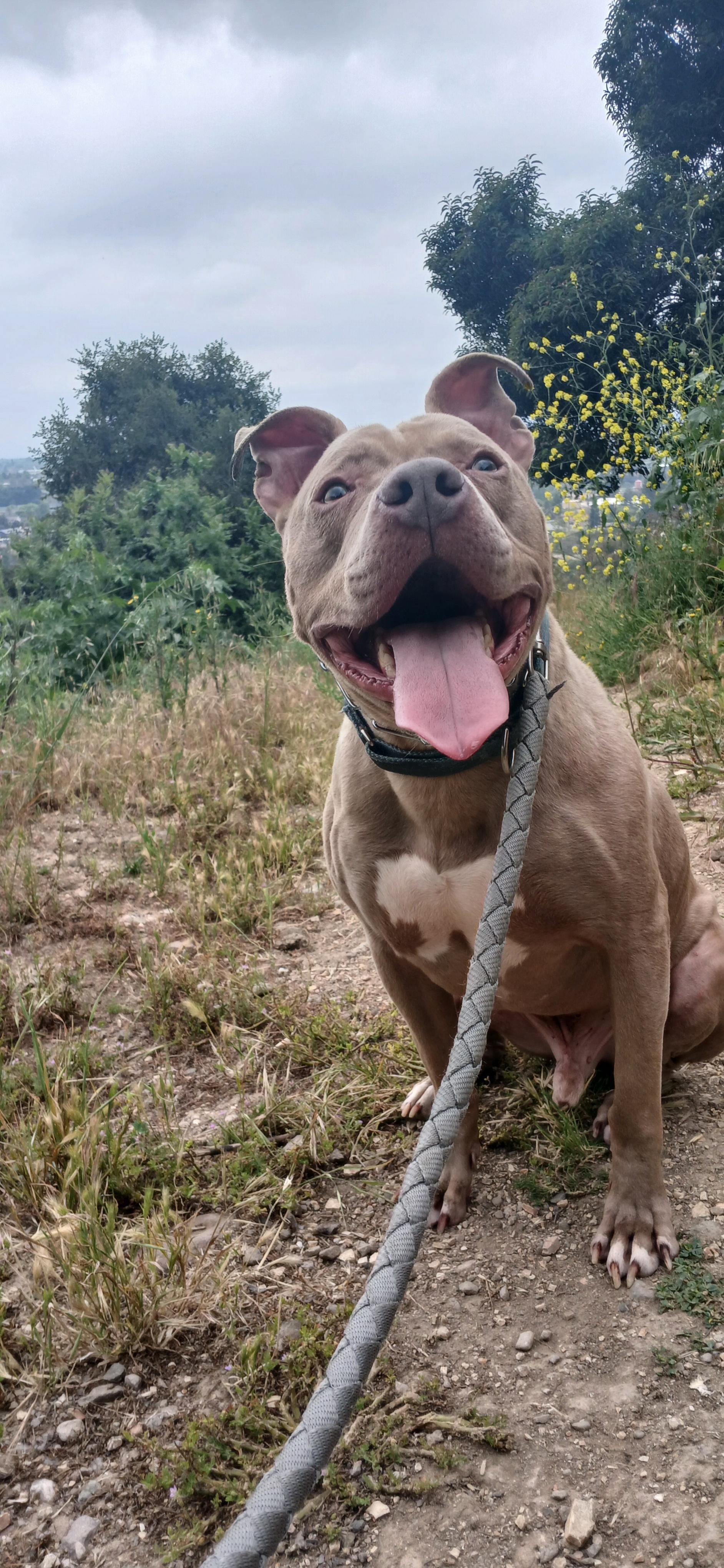 Rascal, a Adoptable mixed breed in rowland heights, CA image 4/5