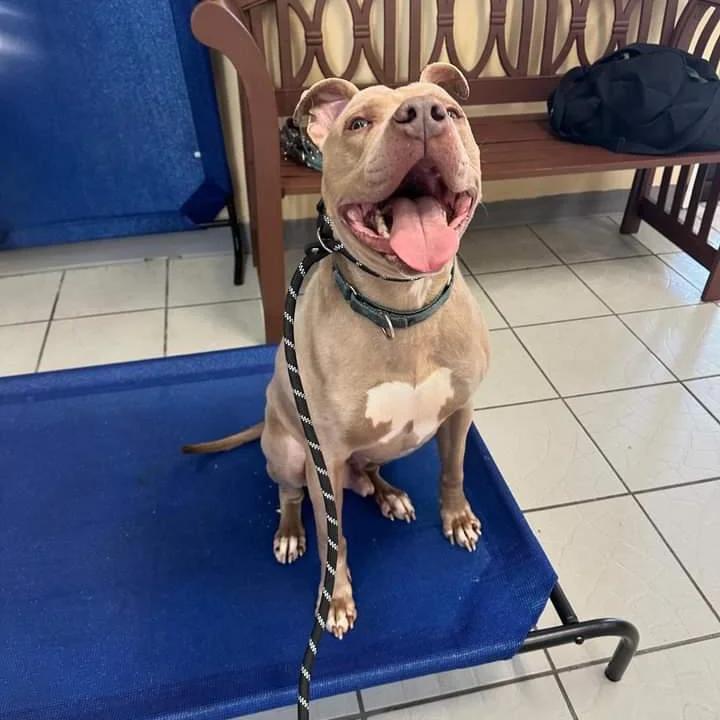 Rascal, a Adoptable mixed breed in rowland heights, CA image 5/5