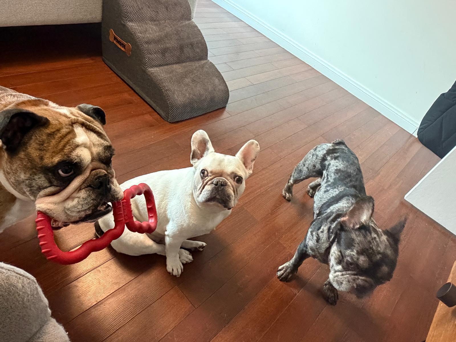 Enlarge Sampson, a Adopted French Bulldog in Los Angeles, CA image 5/6