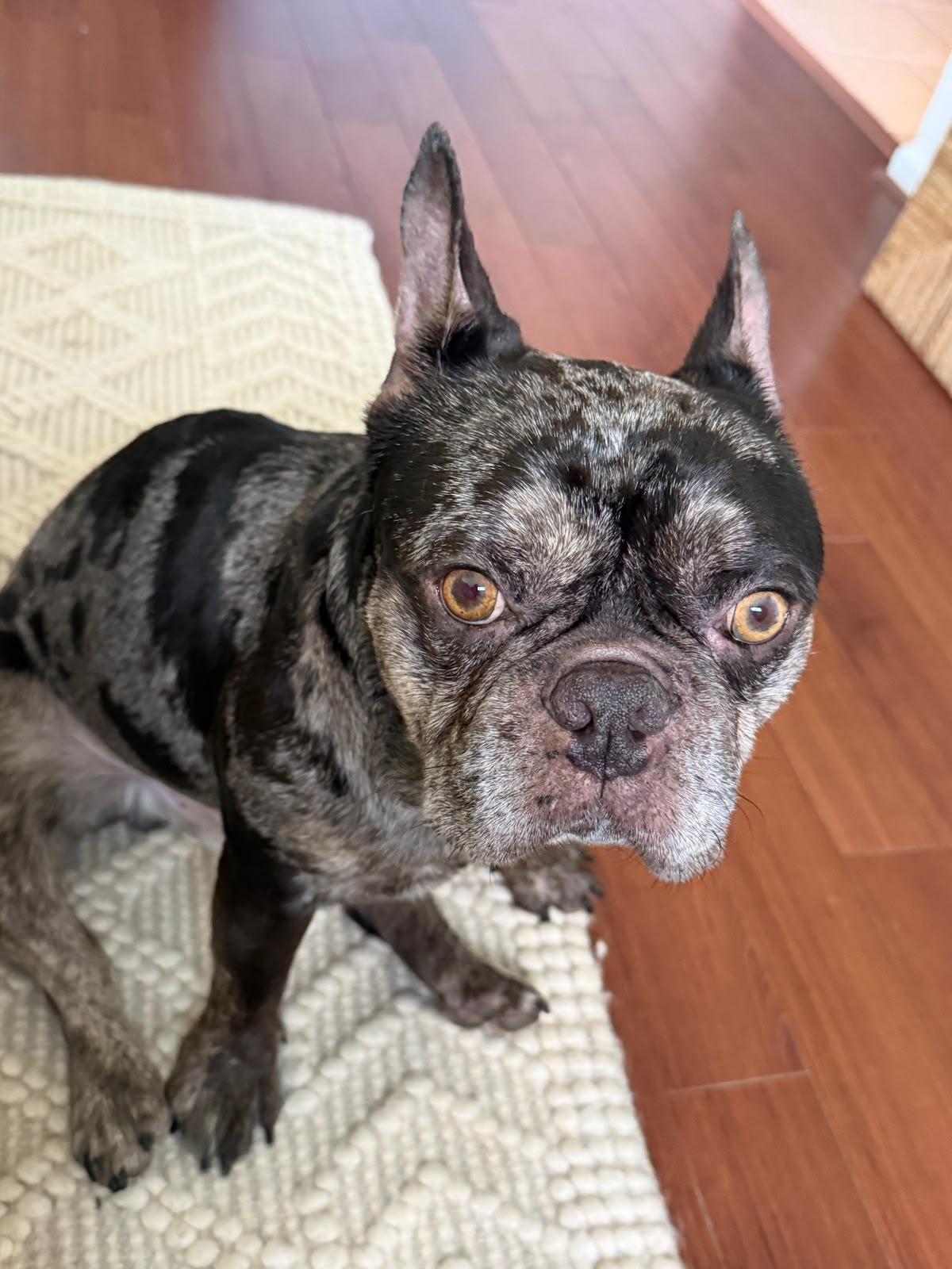 Enlarge Sampson, a Adopted French Bulldog in Los Angeles, CA image 3/6