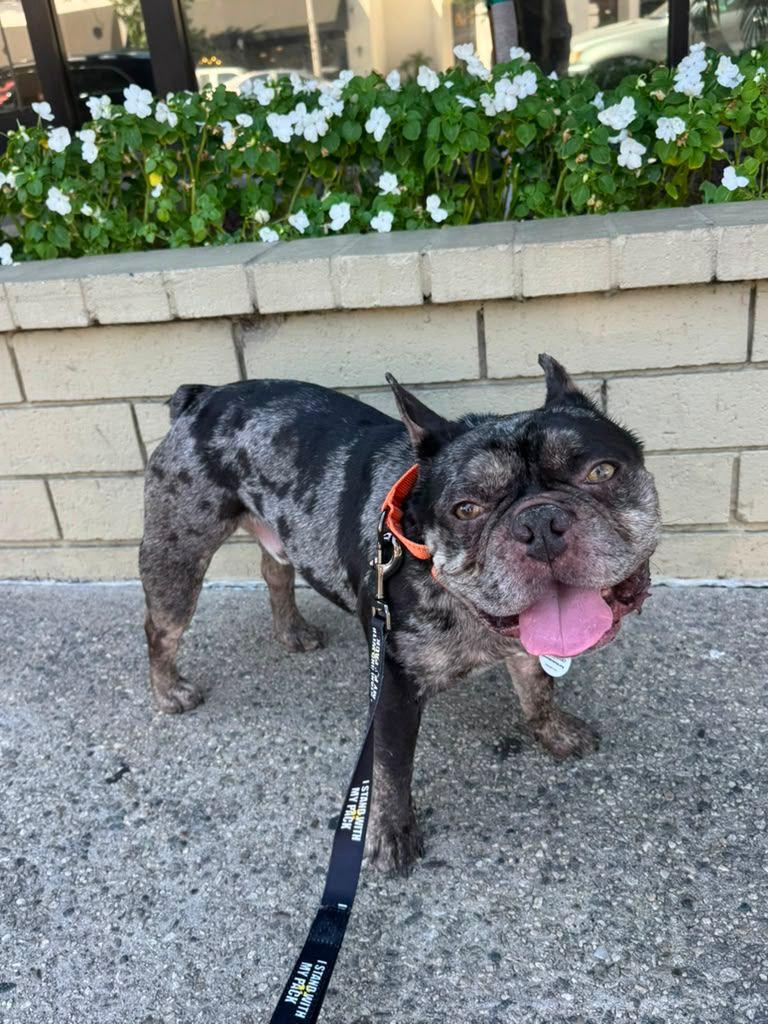 Enlarge Sampson, a Adopted French Bulldog in Los Angeles, CA image 1/6