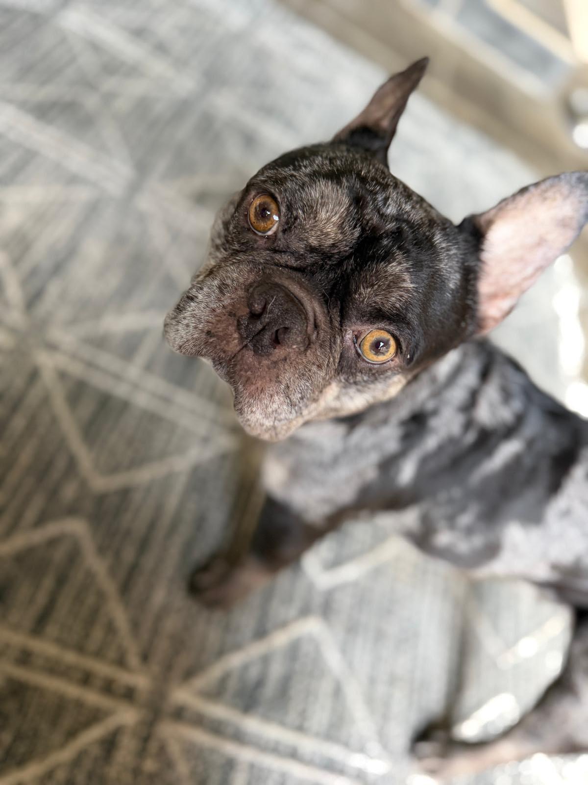 Enlarge Sampson, a Adopted French Bulldog in Los Angeles, CA image 6/6