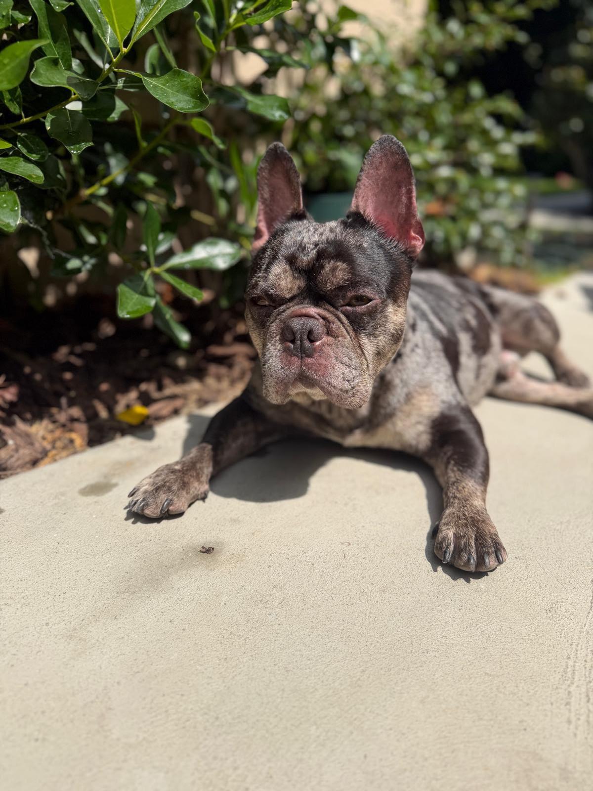 Enlarge Sampson, a Adopted French Bulldog in Los Angeles, CA image 2/6