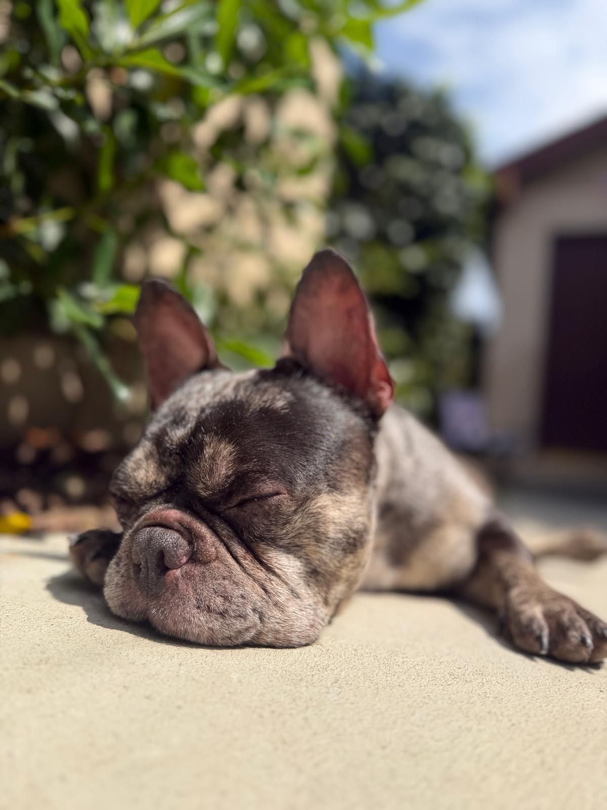 Enlarge Sampson, a Adopted French Bulldog in Los Angeles, CA image 4/6