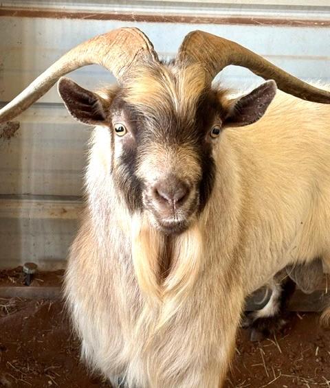 BILLY, Adoptable, Adult Male Goat.