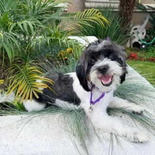Enlarge PIPPI, a ADOPTABLE Shih Tzu in Santa Monica, CA image 3/3