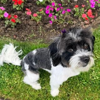 Enlarge PIPPI, a ADOPTABLE Shih Tzu in Santa Monica, CA image 2/3