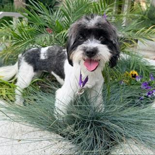 PIPPI, ADOPTABLE, Young Female Shih Tzu.